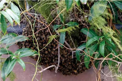  ?? FOTO ?? En algunos casos, como el de Fernanda, las abejas solo permanecen por 24 horas en el sitio, para descansar. Si pasado ese tiempo siguen ahí, pida ayuda a la Defensa Civil.