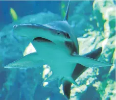  ?? — AFP photo ?? File shows a bonnethead shark swimming at the Aquarium of the Pacific in Long Beach, California.