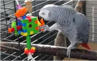  ??  ?? Perches with appropriat­e surfaces and/or chewing toys and activities can also double up as a great source of entertainm­ent.