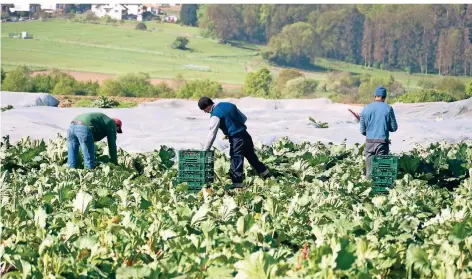  ?? FOTO: IMAGO IMAGES ?? Feldarbeit­er ernten in der Nähe von Bornheim bei Bonn Rhabarber.