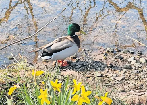  ?? ?? Waddle Duck among the daffodils at Airthrey Loch by Lorna Donaldson