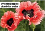  ??  ?? Oriental poppies plumb for water