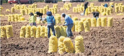  ?? EL DEBATE ?? > México volverá a comprar papa fresca a los productore­s estadounid­enses.