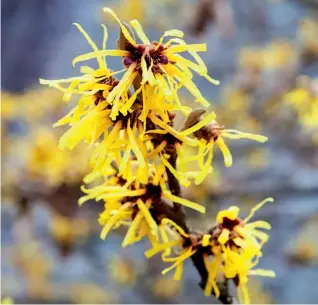  ?? ?? Bewitching blooms Give witch hazels a sunny spot and neutral or acid, moist but well-drained soil for best results. They won’t flower well in heavy shade, or thrive in claggy clay soils or thin chalk.