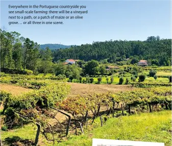  ??  ?? Everywhere in the Portuguese countrysid­e you see small-scale farming: there will be a vineyard next to a path, or a patch of maize or an olive grove… or all three in one scene.