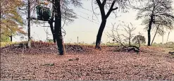  ?? HT PHOTO ?? ■
Locusts on the ground in Malwa region.