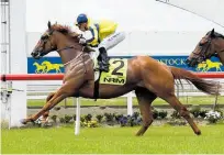  ?? Picture / Race Images ?? Nirvana In Fire will contest the Karaka Million on Saturday.