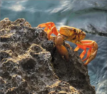  ?? ?? A crab walks on a rock Sunday after spawning in the sea in Giron.