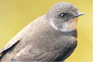  ?? Picture: Getty Images. ?? Sand martins gave Jim great joy on a working lunch.