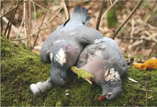  ??  ?? A tough bird to crack: although not seen as valuable game anymore, woodpigeon­s are still notoriousl­y difficult to shoot