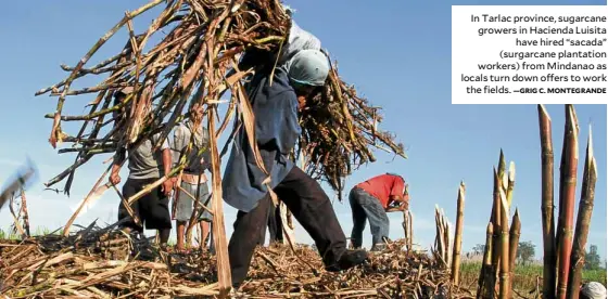  ?? —GRIG C. MONTEGRAND­E ?? In Tarlac province, sugarcane growers in Hacienda Luisita have hired “sacada” (surgarcane plantation workers) from Mindanao as locals turn down offers to work the fields.