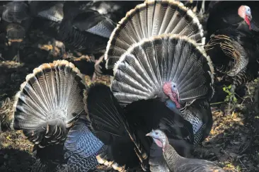  ?? Photos by Paul Kuroda / Special to The Chronicle ?? Above: Wild turkeys roam Lafayette Reservoir. They’re also showing up in Martinez, Concord and elsewhere in the East Bay and making a mess of people’s yards. Below: Turkeys block a car at the reservoir.