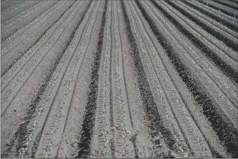  ?? FILE PHOTO BY RANDY HOEFT/YUMA SUN ?? A NEW VEGETABLE CROP SPROUTS UP through the soil in a field in the Yuma Valley in this 2017 file photo.