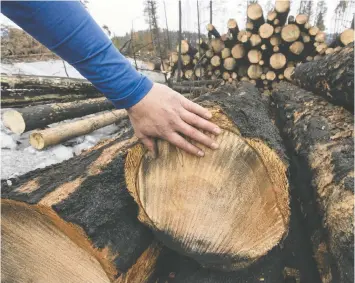  ?? JASON PAYNE ?? Trees harvested in the Logan Lake community forest show fire scars, although the community was spared from the destructiv­e force of the 2021 Tremont fire.