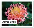  ??  ?? Alfred Grille