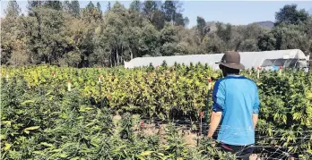  ?? PAUL ELIAS ?? A marijuana farm in Glen Ellen, Calif. The Union of B.C. Municipali­ties wants the province to ban the use of agricultur­al land to grow cannabis until there is a review and consultati­on with local government­s.