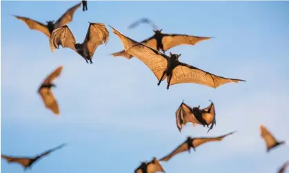  ?? Nature Picture Library/Alamy ?? The bats use their low frequency sounds to communicat­e with each other, high frequency sounds are used to locate insects. Photograph: