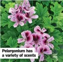  ??  ?? Pelargoniu­m has a variety of scents