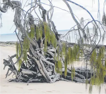  ?? Picture: SCOTT PITKENTHLE­Y ?? Driftwood creates a natural artwork on Heron Island.