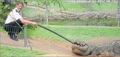  ??  ?? SSPCA chief supt Mike Flynn with Big Daddy, Europe’s biggest crocodile, at Torremolin­os animal park