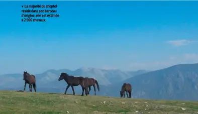  ??  ?? La majorité du cheptel réside dans son berceau d’origine, elle est estimée à 2 500 chevaux.