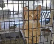  ?? COURTESY PHOTO ?? A stray cat is pictured at Calexico Police Department’s animal control facility. Improvemen­ts are part of larger changes with the animal-control program.