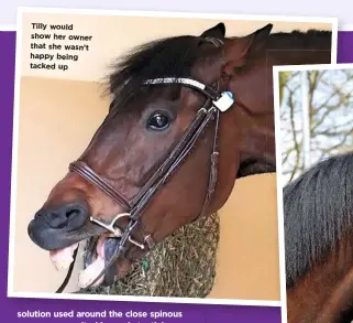  ??  ?? Tilly would show h er owner that she wasn’t happy being tacked up solution used around the close spinous processes, resulted in a substantia­l improvemen­t in Tilly’s ridden performanc­e and a marked improvemen­t in her behaviour when being tacked up.