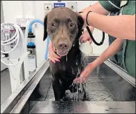  ??  ?? COOL DOWN: Rescued pooch gets a bath