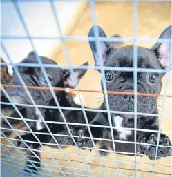  ?? Picture: PA. ?? A handout photo issued by the Dogs Trust of French bulldogs which have been smuggled into the UK.
