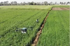  ?? ?? Himanshi, a certified remote pilot trained under the government-backed ‘Drone Sister’ programme, operating a drone to spray liquid fertiliser over a farm in Pataudi.