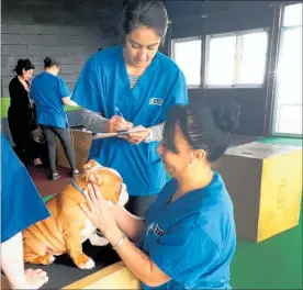  ??  ?? Centre of Veterinari­an Nursing students Avana Pohe and Nicole Tipu (kneeling) in action during a Patu pet health check at a Patu Aotearoa gym.