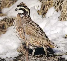  ?? MIKE BLAIR, TRIBUNE NEWS SERVICE ?? Ground-dwelling bird species such as the quail, above, were the only avian survivors after the asteroid that killed the dinosaurs struck the Earth.