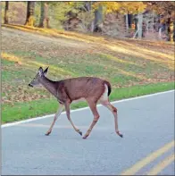  ?? KEITH SUTTON/CONTRIBUTI­NG PHOTOGRAPH­ER ?? Arkansas vehicles and deer collide approximat­ely 22,000 times per year, according to State Farm statistics. The bulk of those collisions happen in autumn, when the deer’s rutting season is underway.