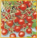  ?? [NATIONAL GARDEN BUREAU ] ?? Fragrant red tomatoes are a high point of summer.