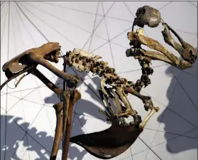  ?? (File Photo/AP/Kirsty Wiggleswor­th) ?? The rare skeleton of a dodo bird is displayed May 21, 2019, during a media opportunit­y at Christie’s in London.