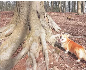  ?? FOTO: JORDANS ?? Trotz seines lustigen Unterbaus ist Corgi James auch in einem Gebiet mit Steigungen leichtfüßi­g unterwegs.