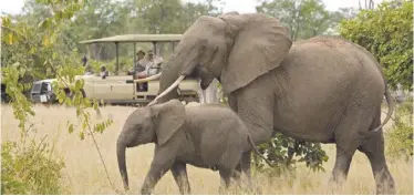  ??  ?? FILE PHOTO ; Tourists watching elephants in Livingston­e