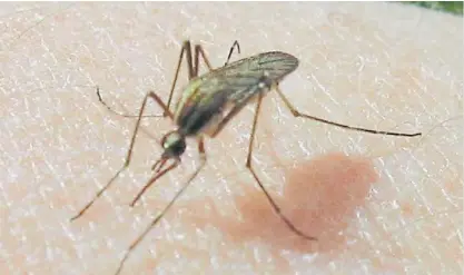  ?? ?? Aedes Aegypti. El nombre científico del insecto que transmite el virus del dengue.