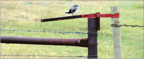  ?? Photo courtesy SODCAP ?? The loggerhead shrike is one of the varieties of birds that are being protected.