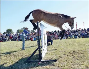  ??  ?? Sadie rose to the challenge and cleared the pro jump time and time again Saturday, Oct. 12, 2019, during the 31st annual Pea Ridge Mule Jump for owner Les Clancy of Ozark, Mo.