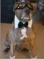  ?? PHOTO COURTESY OF LINDA RAIFSNIDER ?? Jackson, a 7-year-old Mastiff/Pitbull mix, dresses his best for the camera. Jackson is the winner of the Top Dog contest, which benefits The American Cancer Society.