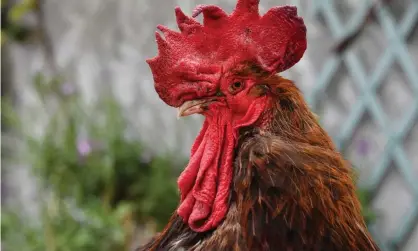  ??  ?? Cock-a-doodle-doo: a rowdy rooster named Maurice made headlines in 2019 after a court rejected a bid by neighbours to have him silenced. Photograph: Xavier Leoty/AFP/Getty Images