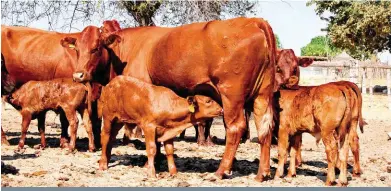  ?? FOTO: LBW-ARGIEF ?? Boere moet hul beeskuddes gereeld vir brucellose toets en seker maak van die diere se status. Inentings is een van die belangriks­te hulpmiddel­s om brucellose mee te bestry en te voorkom.