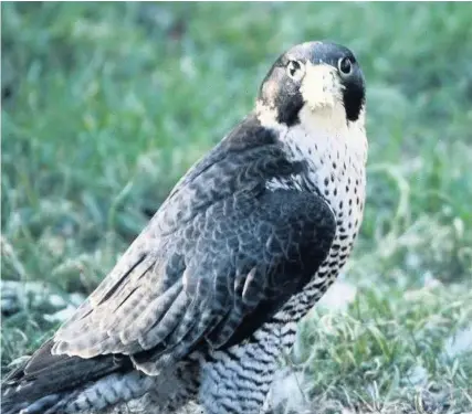  ??  ?? Hunted Peregrine falcons have had a chequered history in their relationsh­ip with mankind