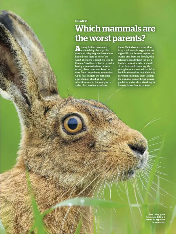  ??  ?? Laurie Jackson
Hare today, gone tomorrow: taking a hands-off approach to parenting.