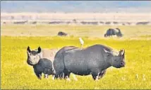  ?? Craig R. Sholley African Wildlife Foundation ?? GRAZING RHINOS may be a sight lost to history if poaching for their horns isn’t reined in within the decade, officials warn.