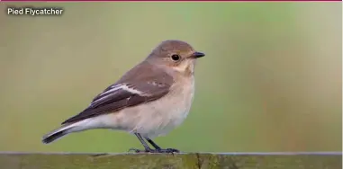  ?? ?? Pied Flycatcher