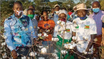  ??  ?? Parliament­ary Portfolio Committee on Agricultur­e chairperso­n and Gokwe-Nembudziya MP Justice Mayor Wadyajena (left) and cotton farmers show off a cotton crop in Zvipani, Hurungwe Mashonalan­d West province, recently. The white gold farmers raised concerns over late payment for their produce by Cottco.