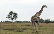  ?? PAULA WORTHINGTO­N ?? A giraffe wanders through the Vumbura Plains.