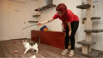  ?? Andrew Stein/Post-Gazette ?? Olivia Ciotoli, one of the owner-operators of Black Cat Market, plays with the cats that were available for adoption in 2018, in Lawrencevi­lle. Both of these cats went to their “furever homes” long ago, but the cat room is continuous­ly “refurbishe­d” with adoptable felines.